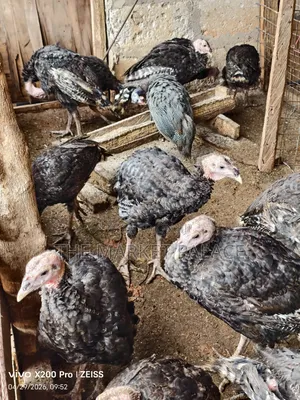 Pure Foreign Breed Turkeys