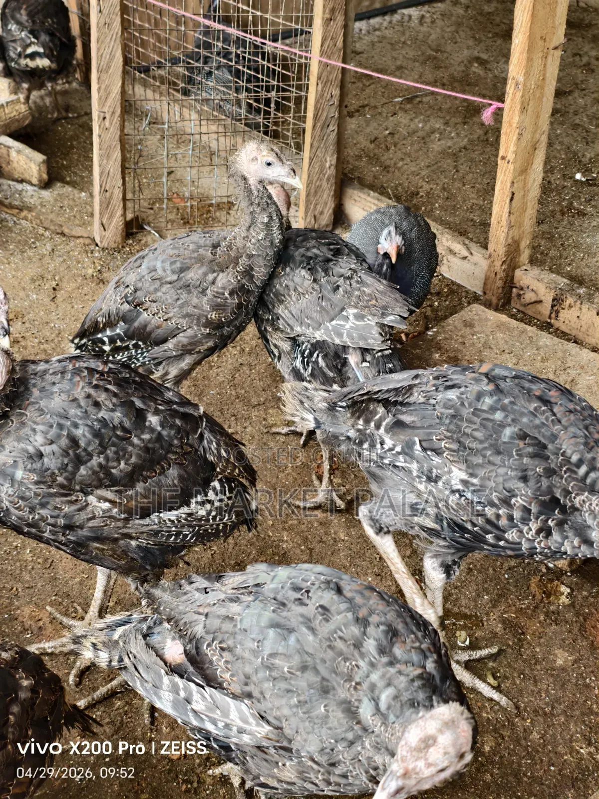 Pure Foreign Breed Turkeys