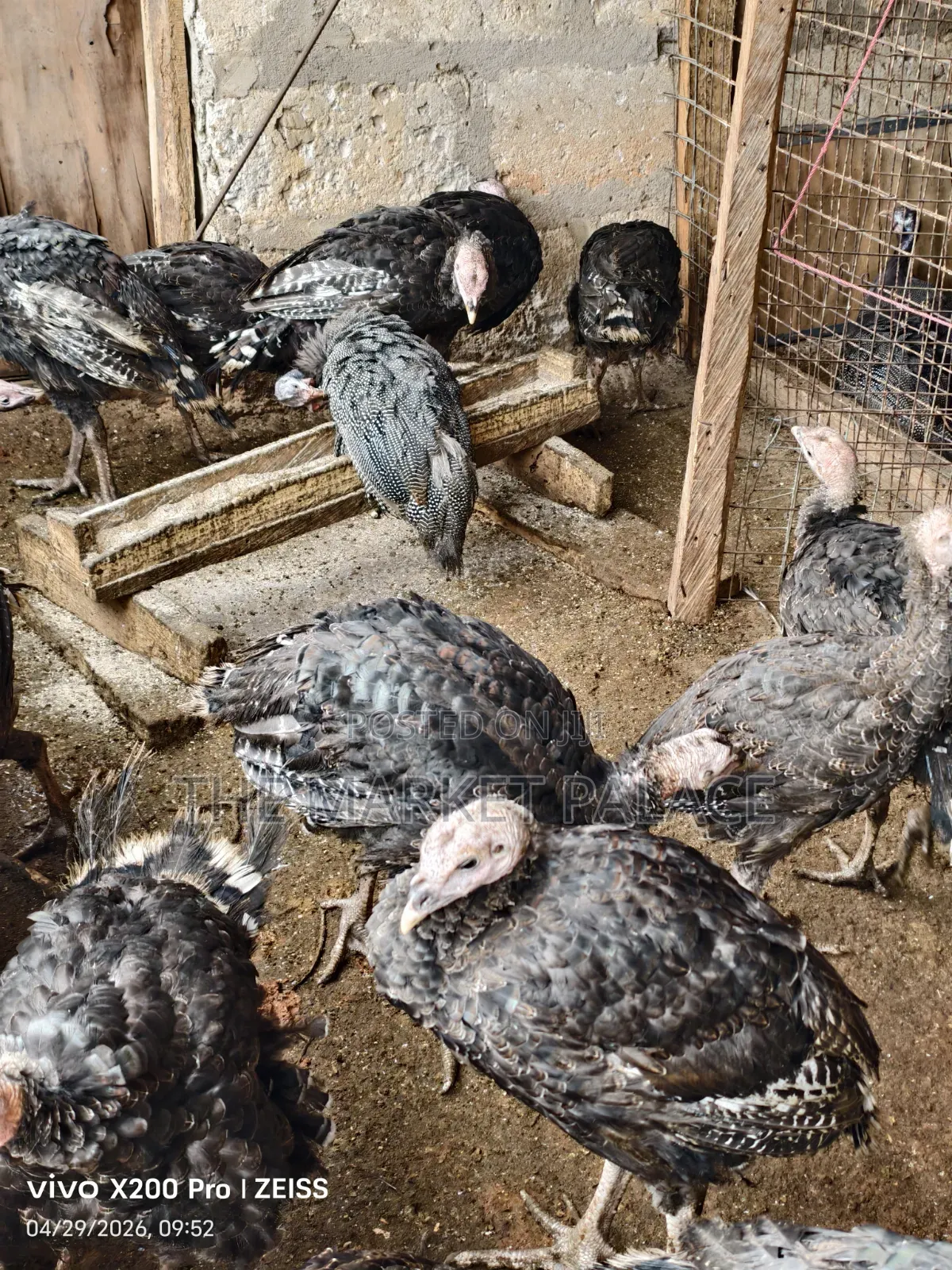 Pure Foreign Breed Turkeys