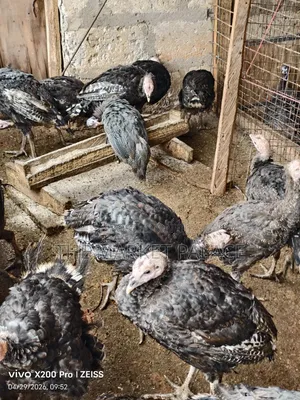 Pure Foreign Breed Turkeys