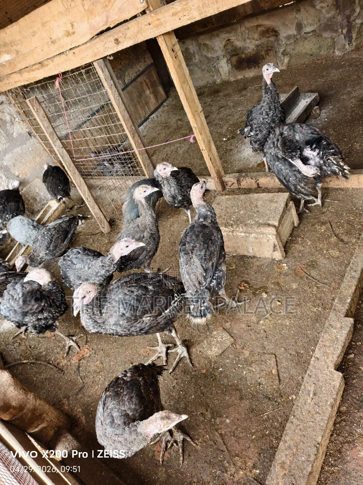 Pure Foreign Breed Turkeys