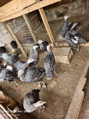 Pure Foreign Breed Turkeys