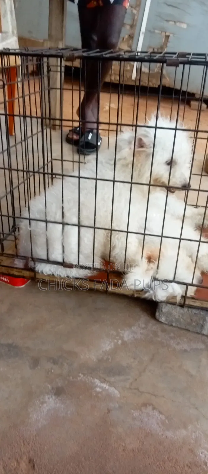 1-3 months Male Purebred Poodle