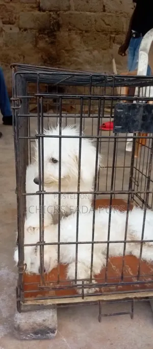 1-3 months Male Purebred Poodle