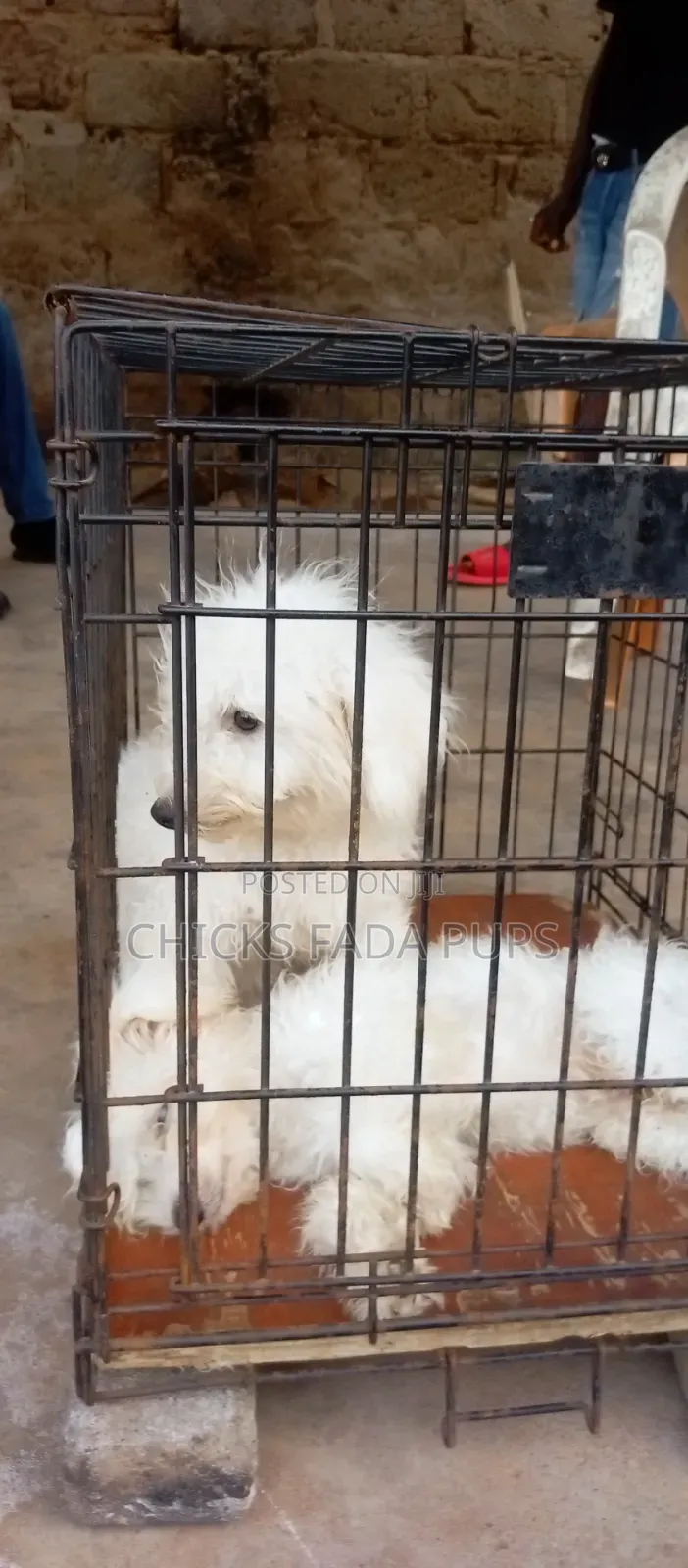 1-3 months Male Purebred Poodle