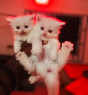 1-3 months Female Purebred Persian