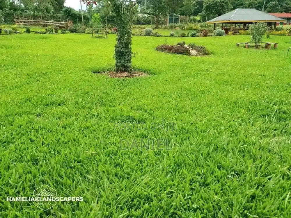Lawn Maintenance