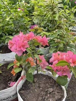 Bougainvillea Plant