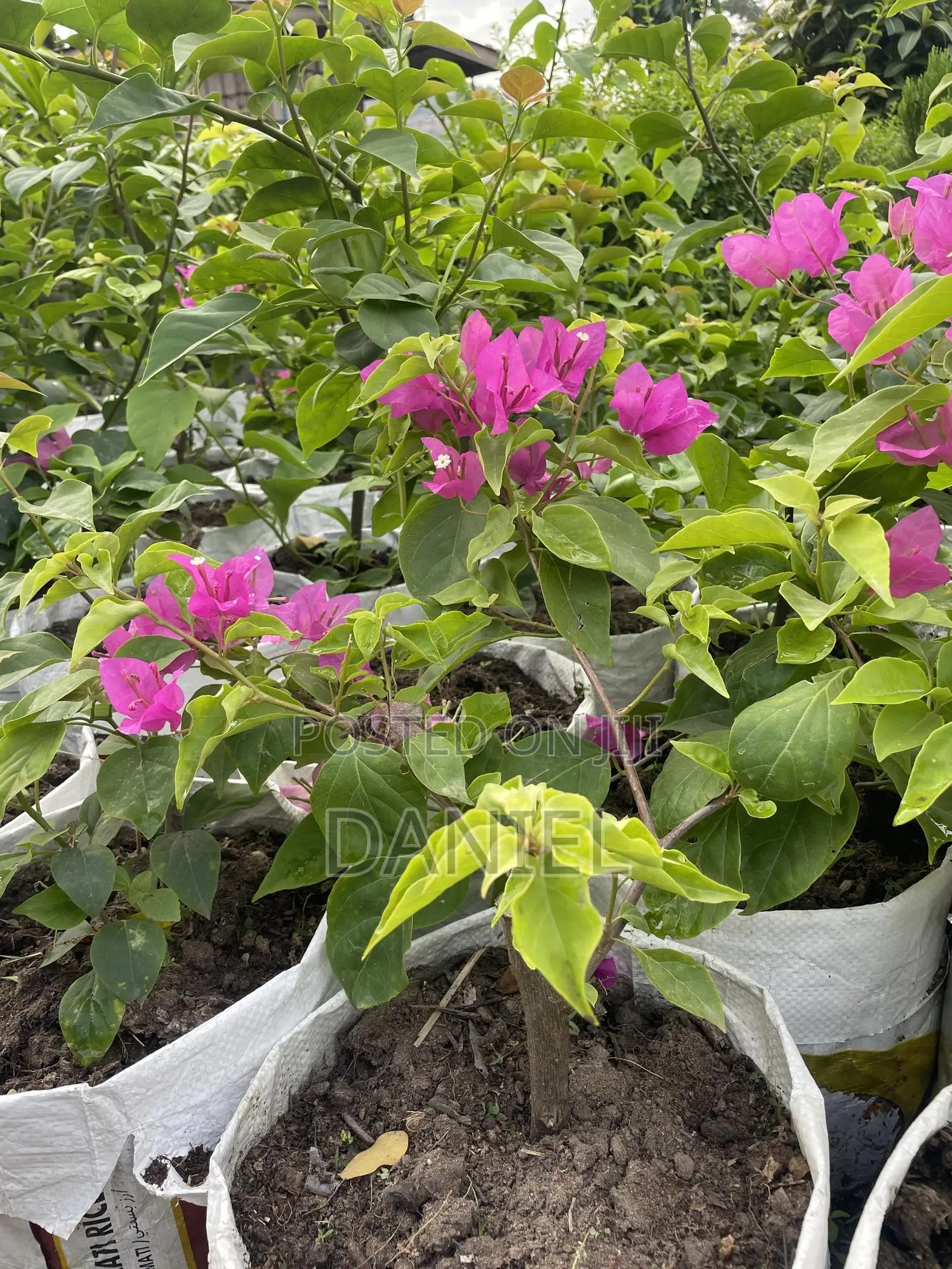 Bougainvillea Plant