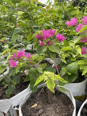 Bougainvillea Plant