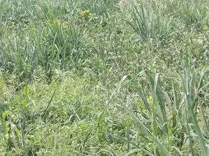 Little Over Half Plot of Land in a Gated Community Prampram for Sale