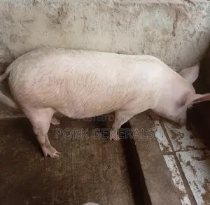 Farm Fresh Pigs Available