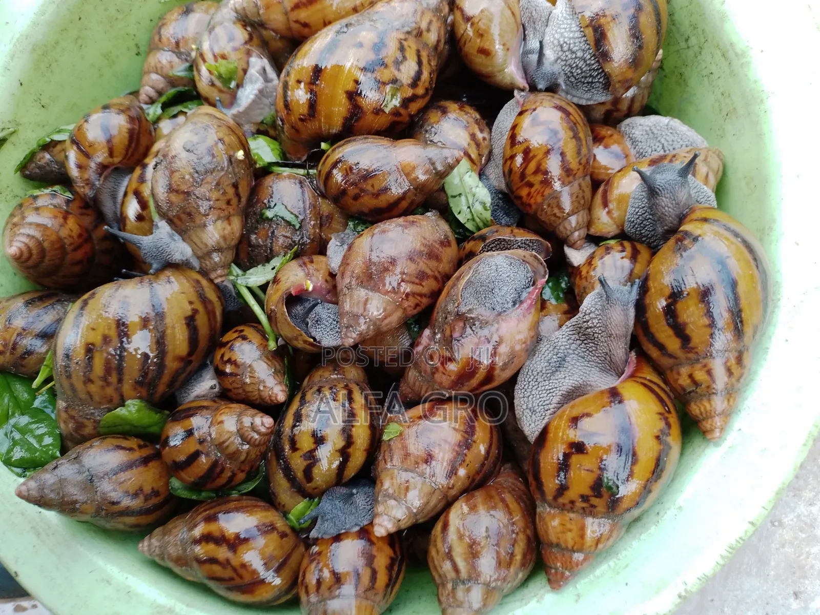 Snail Feed Supplement(20kg)