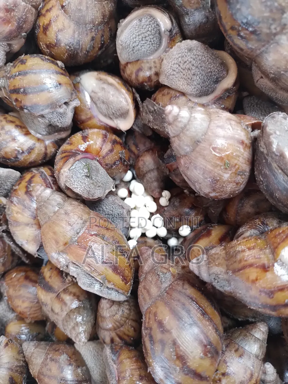 Snail Feed Supplement(20kg)