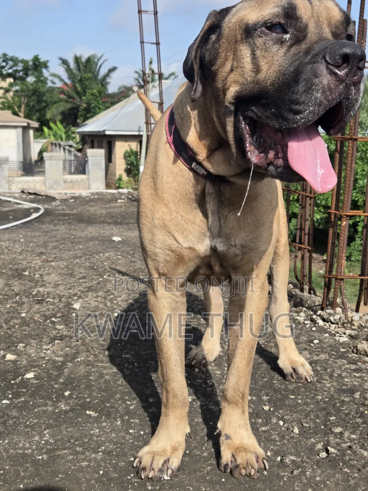 1+ year Male Purebred Mastiff