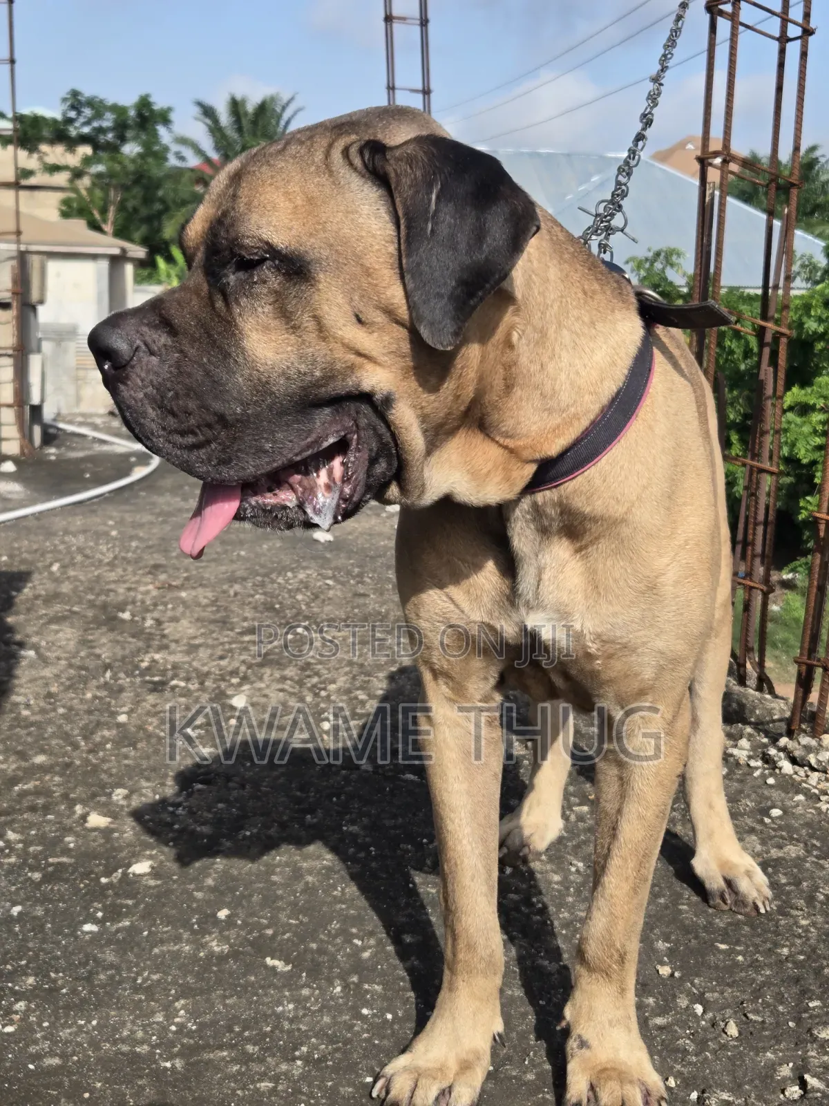 1+ year Male Purebred Mastiff
