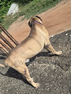 1+ year Male Purebred Mastiff
