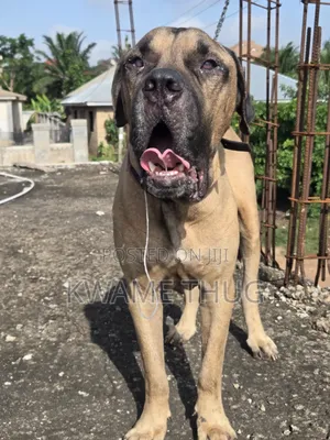 1+ year Male Purebred Mastiff