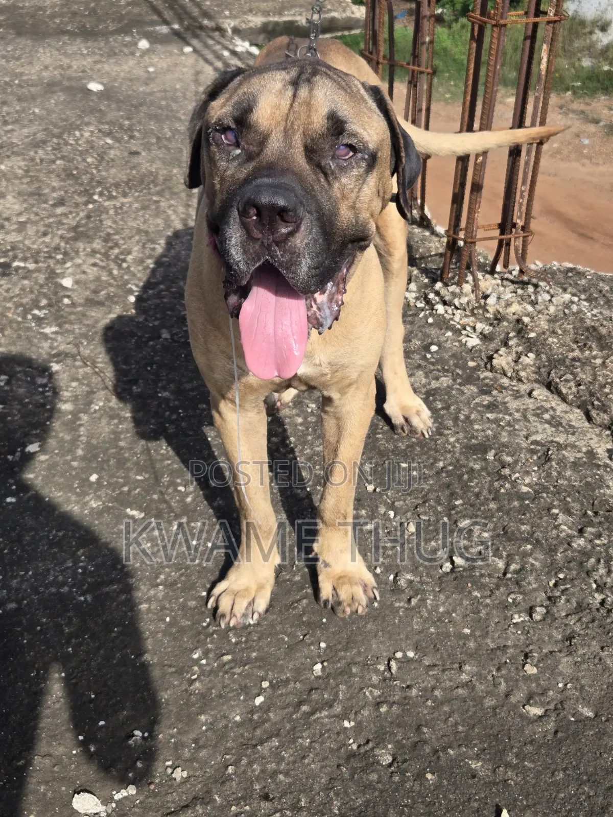 1+ year Male Purebred Mastiff
