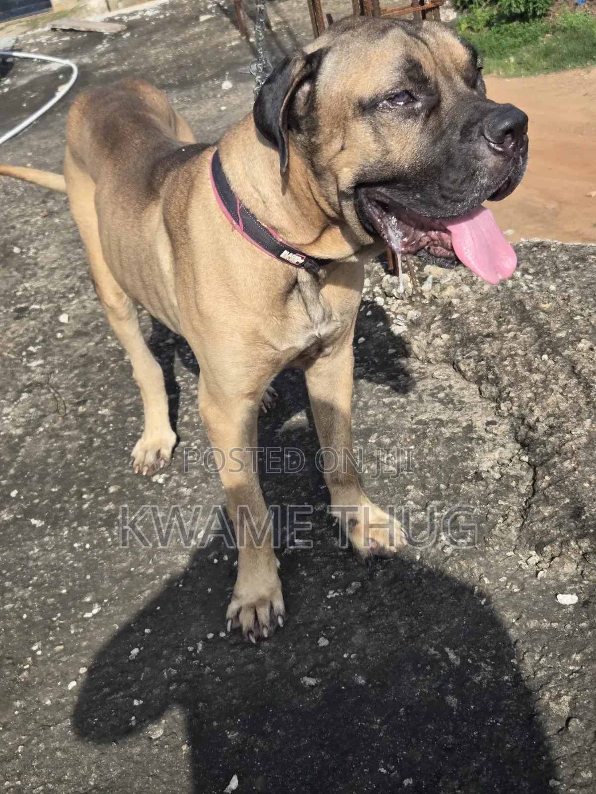 1+ year Male Purebred Mastiff