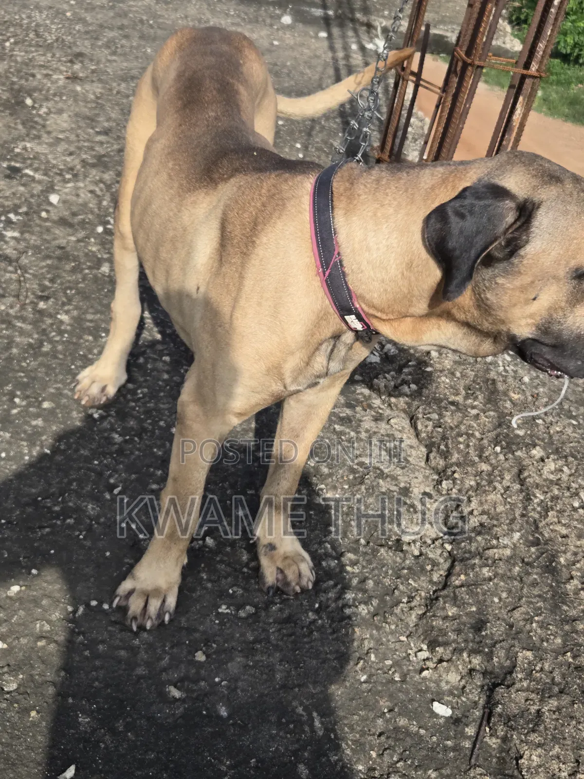 1+ year Male Purebred Mastiff