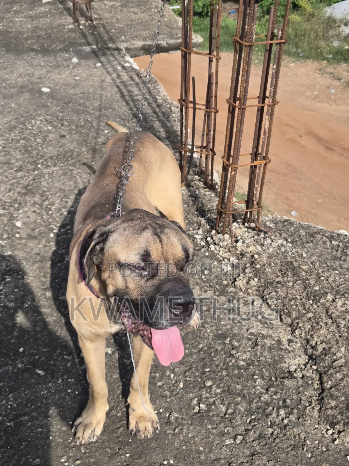 1+ year Male Purebred Mastiff