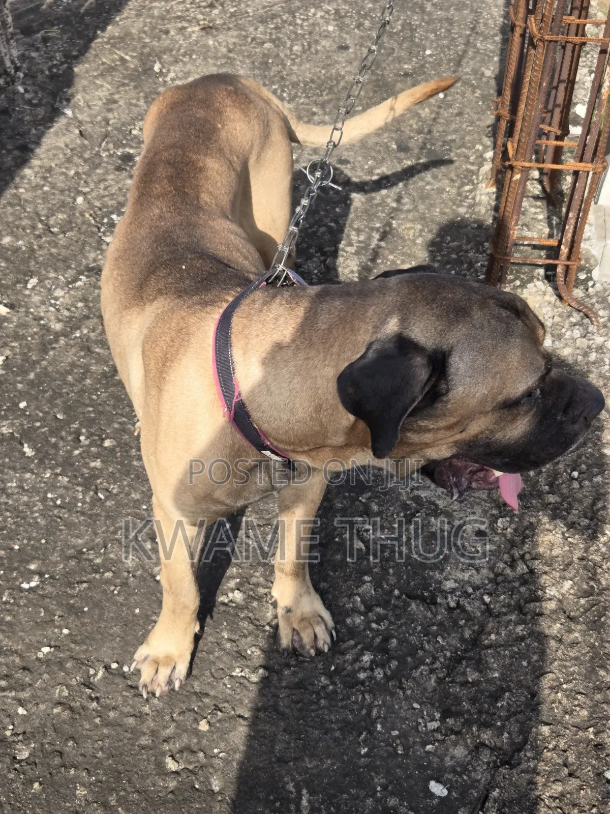 1+ year Male Purebred Mastiff