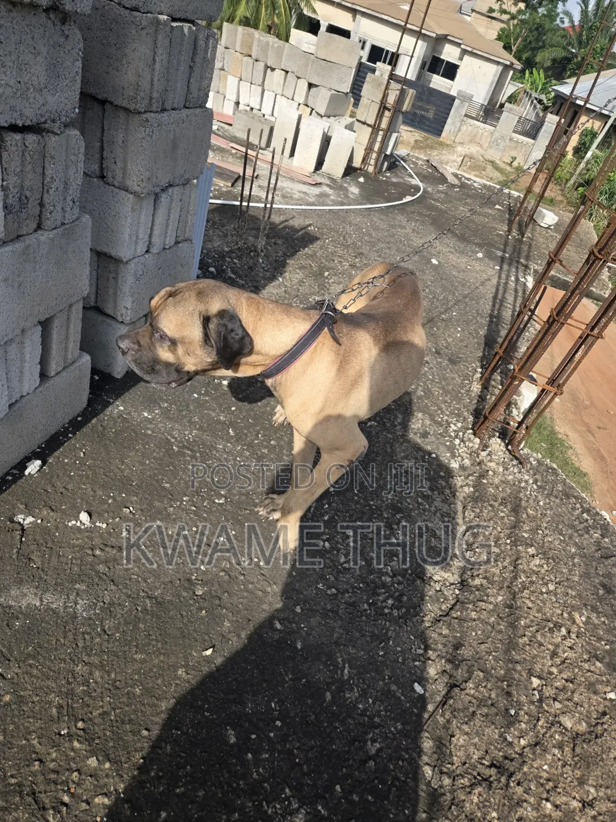1+ year Male Purebred Mastiff