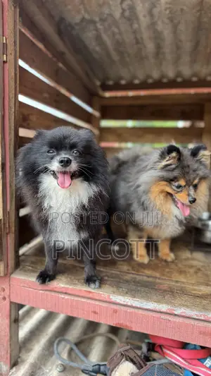 1+ year Male Purebred Pomeranian