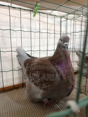 Mondaine Pigeon