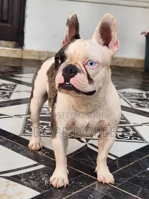 1+ year Female Purebred French Bulldog