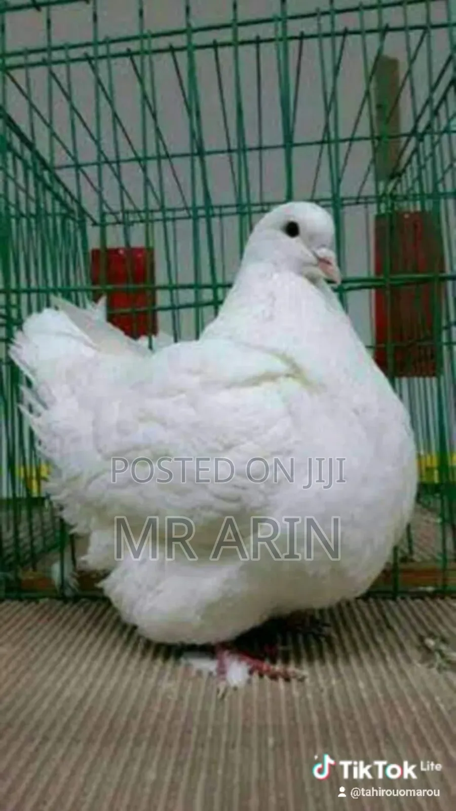 Mondaine Pigeon