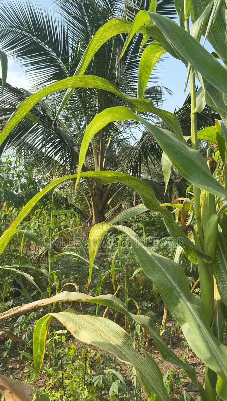 Land at Kokonduru Aburi Jankama