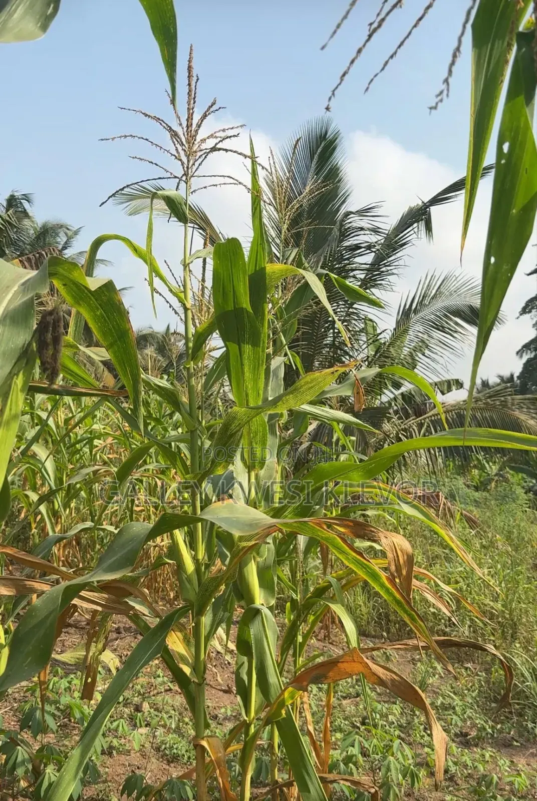 Land at Kokonduru Aburi Jankama