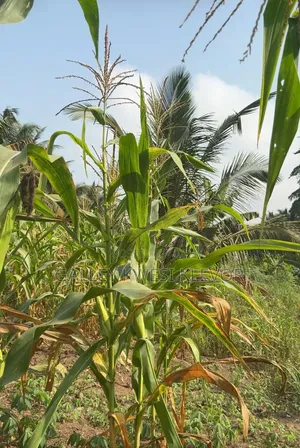 Land at Kokonduru Aburi Jankama