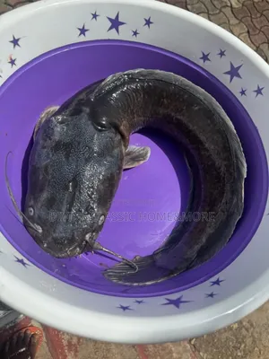 Fresh Big Sizes Catfish For Sale