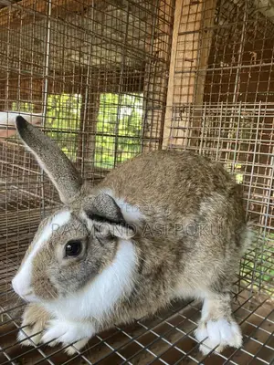 Rabbits (Chinchilla +Agouti Grey+New Zealand)