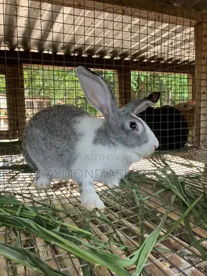 Rabbits (Chinchilla +Agouti Grey+New Zealand)