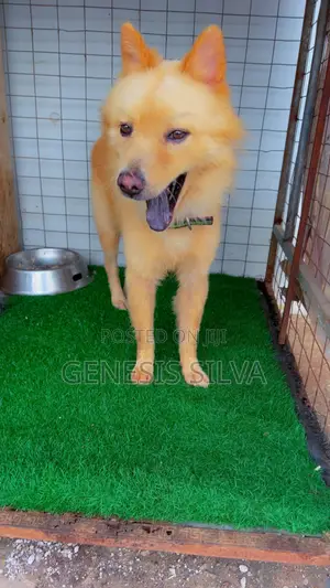 1+ year Male Purebred Chow Chow