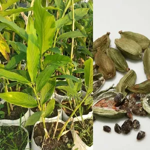 Cardamon/Elaichi/Indian Spice Plant Seedlings