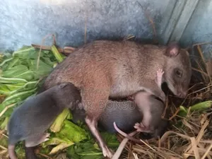 African Giant Pouched Rat (Kusie). Kindly Read Description