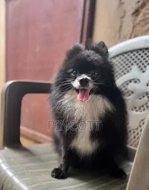 1+ year Male Purebred Pomeranian