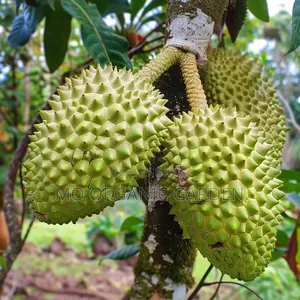 Giant Soursop Plant Seedling