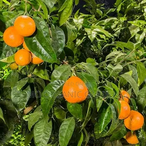 Tangelo Plant Seedling
