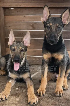 1-3 months Male Purebred German Shepherd