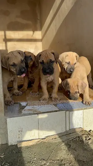 1-3 months Female Purebred Boerboel