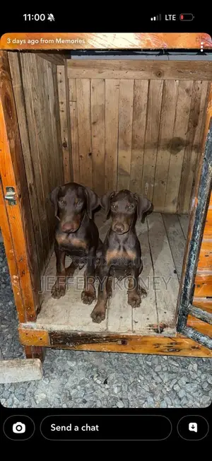 3-6 months Female Purebred Doberman Pinscher