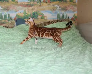 1-3 months Male Purebred Bengal