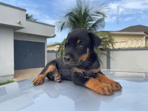 1-3 months Male Purebred Doberman Pinscher