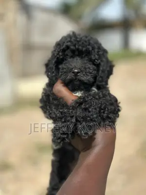1-3 months Female Purebred Poodle